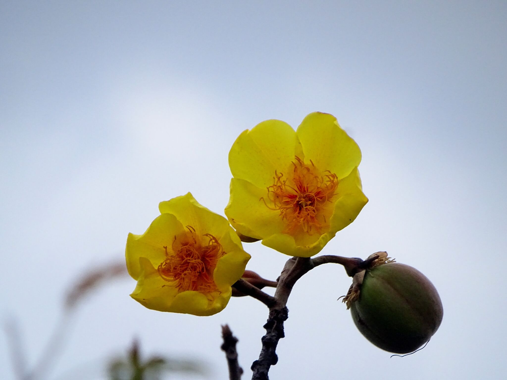 Cochlospermum vitifolium